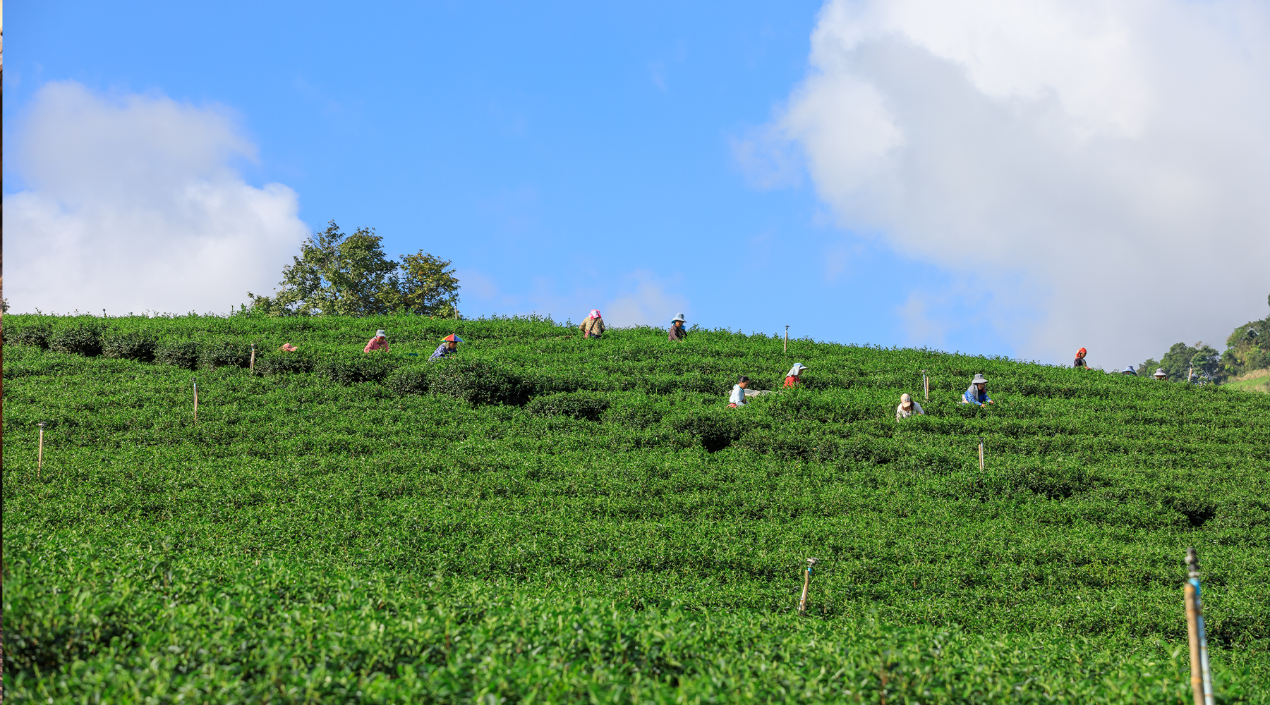 It Takes a Village (and a Lot of Heart) to Make a Great Cup of Tea