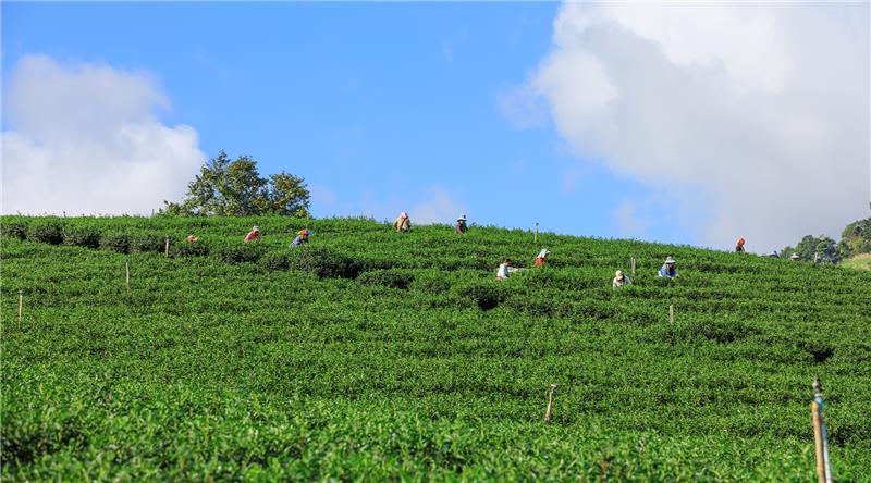 What Makes Nilgiris High-Grown Green Tea So Special?