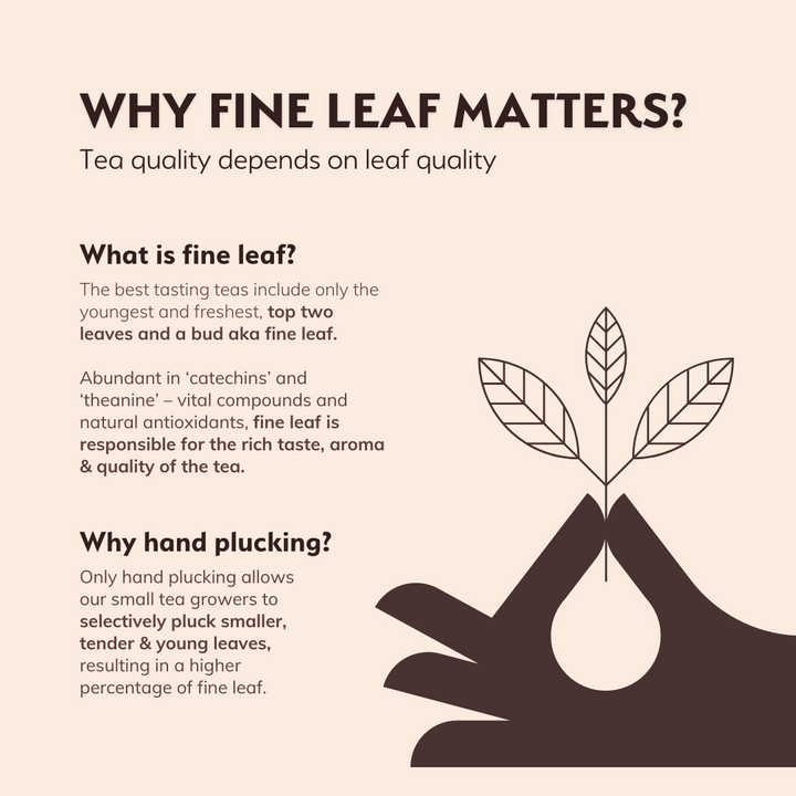 Infographic explaining fine leaf quality and hand plucking benefits used in Honey Lemon Green Chai, ensuring rich aroma and taste.