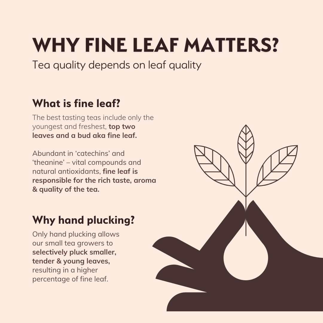 Educational graphic on tea leaf quality, explaining how Peach Green Chai uses top two leaves and a bud for rich taste and aroma.